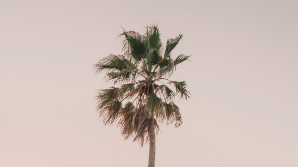 Palm Tree Tree Minimalism wallpaper