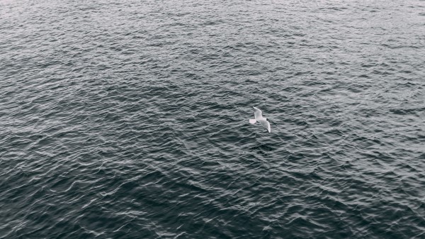 Seagull Sea Bird Flight Wings wallpaper