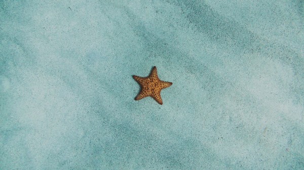 Starfish Sand Surface wallpaper