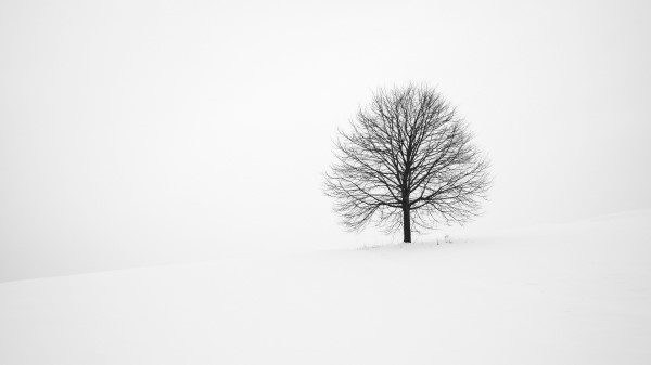 Tree Winter Snow wallpaper