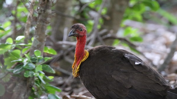 Australian Brush Turkey 5k wallpaper