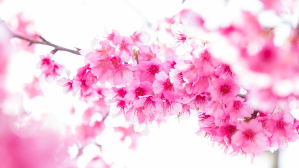 Blossom Branch Pink Flower 5k wallpaper