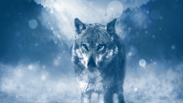 Blue Eyed Wolf 5k Wallpaper