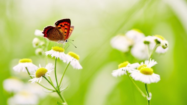 Butterfly Over White Daisies 5k Wallpaper