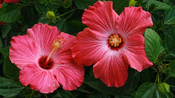 Red Hibiscus Ultra Hd 8k wallpaper