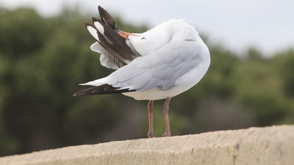 Silver Gull 8k Wallpaper