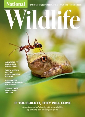 National Wildlife - Spring 2026 cover