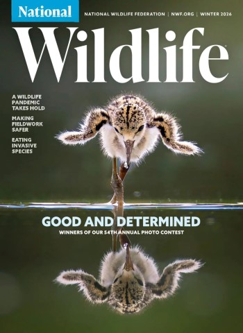 National Wildlife - Winter 2025-26 Magazine