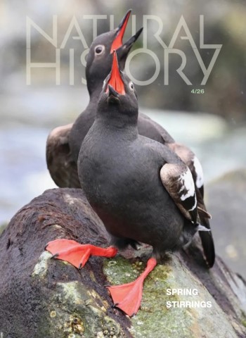 Natural History - April 2026 cover