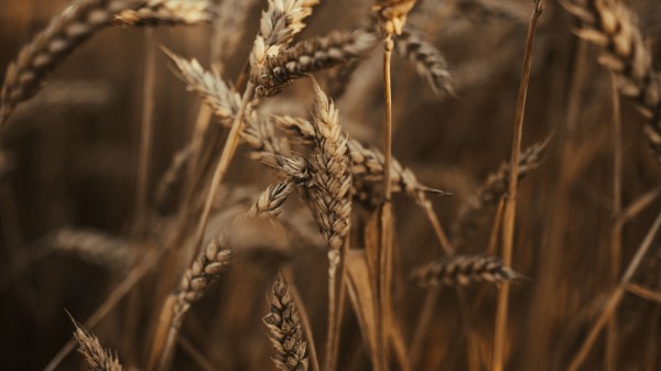 Wheat Ears Field Image Wallpaper
