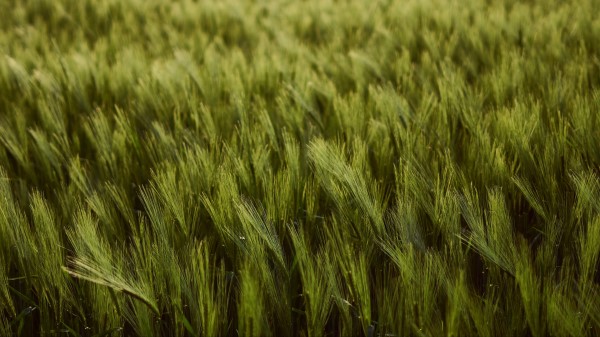 Wheat Ears Field Wallpaper
