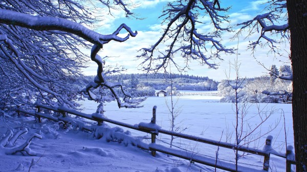 Winter Snow Branches Wallpaper
