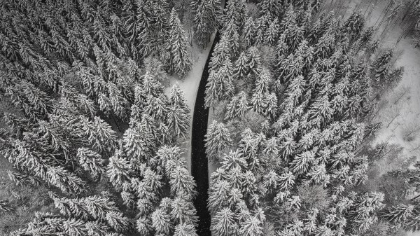 Winter Trees Aerial View Wallpaper