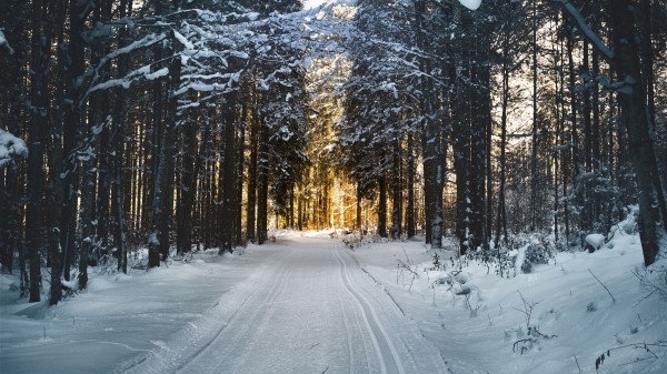 Winter Trees Forest Road Wallpaper