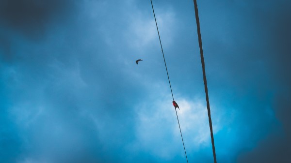 Wires Clouds Birds Sky Wallpaper
