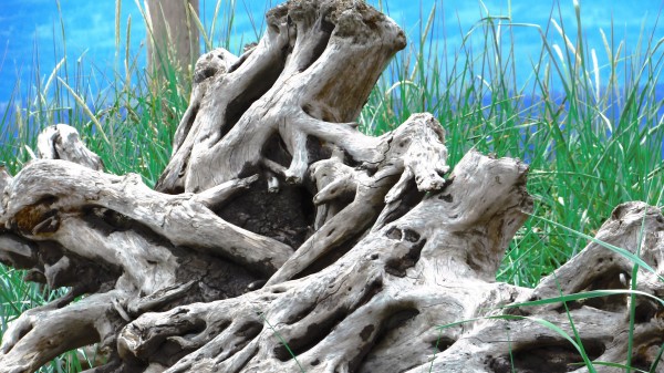 Wood Old Roots Branches Wallpaper
