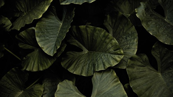 Xanthosoma Plant Leaves Wallpaper