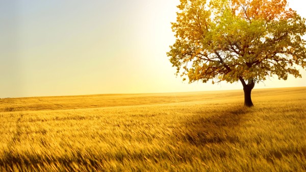 Yellow Tree In Yellow Field Wallpaper