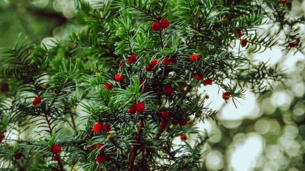 Yew Berries Red Wallpaper