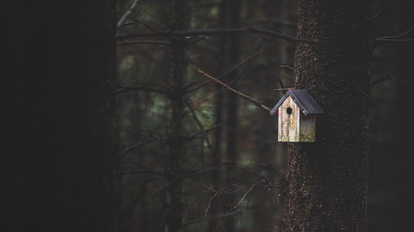 Tree Birdhouse Forest wallpaper