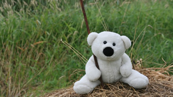 White Toy Teddy Bear Mood Walk Hay Grass Wallpaper