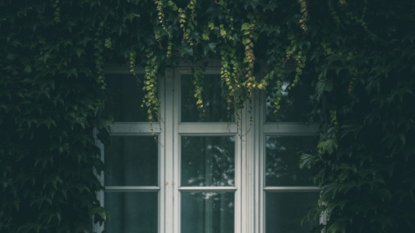 Window Ivy Leaves wallpaper