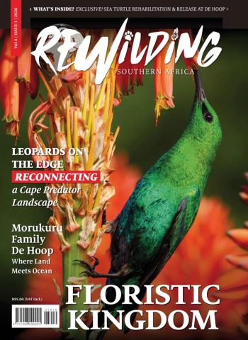 Rewilding Southern Africa - Volume 4 Issue 1, 2026 cover