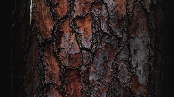 Bark Macro Tree wallpaper