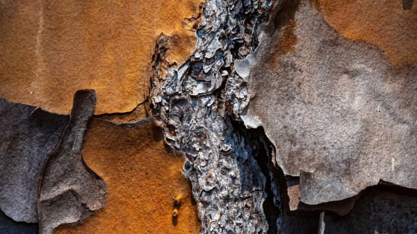 Bark Pine Tree wallpaper