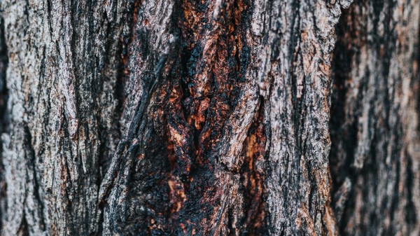 Bark Tree Wooden Image wallpaper