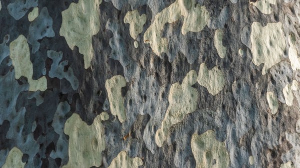 Bark Tree Wooden wallpaper