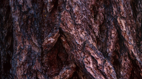 Bark Wood Surface wallpaper