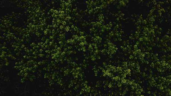 Bush Green Texture wallpaper