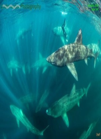 Underwater Photography - November-December 2025 Magazine