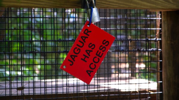 Cage Jaguar Inscription Wallpaper