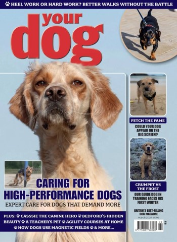 Your Dog - March 2026 cover