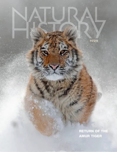 Natural History - November 2025