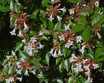 Growing and Caring for Abelia