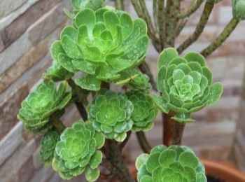 Growing and Caring for Aeoniums