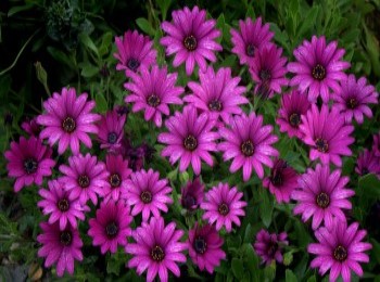 Growing and Caring for African Daisy