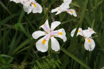 Growing and Caring for African Iris