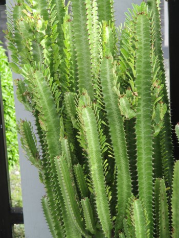 Growing and Caring for African Milk Tree