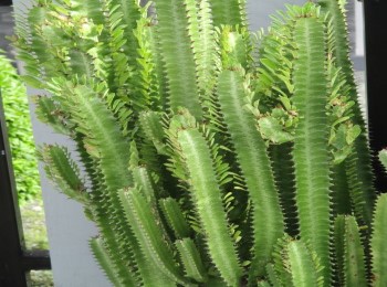 Growing and Caring for African Milk Tree