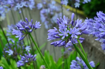 Growing and Caring for Agapanthus