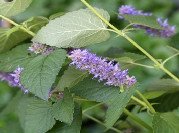 Growing and Caring for Agastache