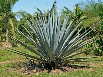 Growing and Caring for Agave