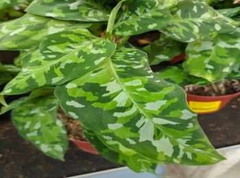 Growing and Caring for Aglaonema Pictum Tricolor