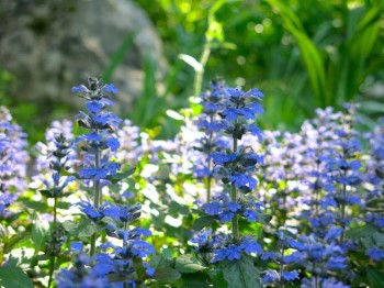 Growing and Caring for Ajuga Or Bugleweed