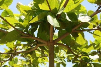 Growing and Caring for Almond Trees