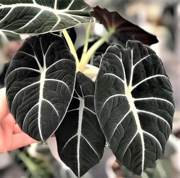 Growing and Caring for Alocasia Black Velvet